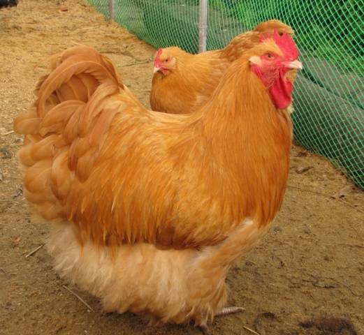 Orpington chickens: description of the breed, reviews + photos