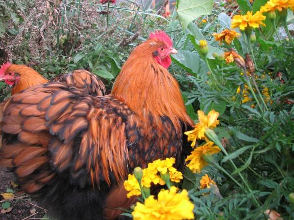 Orpington chickens: description of the breed, reviews + photos