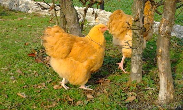 Orpington chickens: description of the breed, reviews + photos