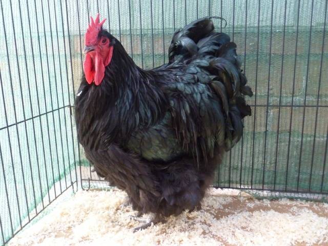 Orpington chickens: description of the breed, reviews + photos