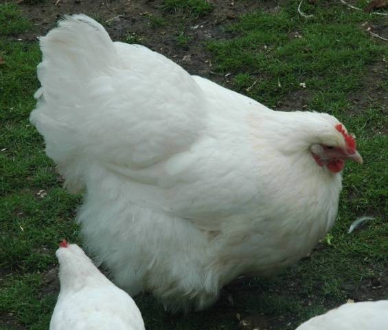 Orpington chickens: description of the breed, reviews + photos