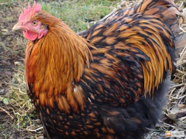 Orpington chickens: description of the breed, reviews + photos