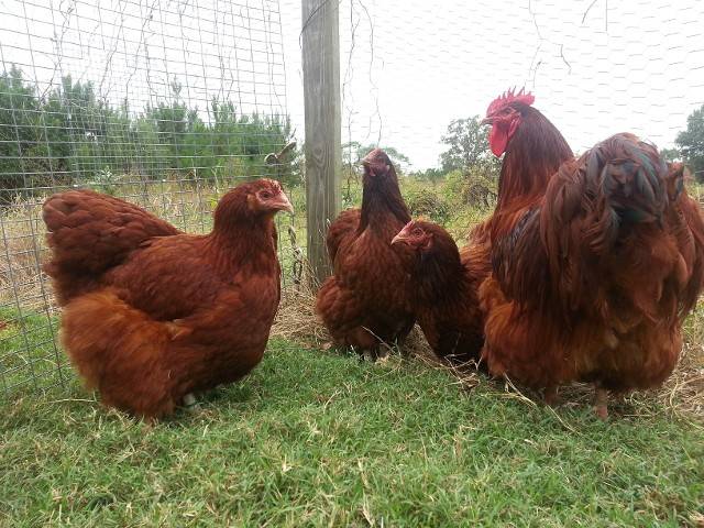 Orpington chickens: description of the breed, reviews + photos