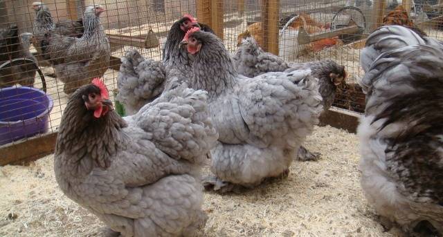 Orpington chickens: description of the breed, reviews + photos