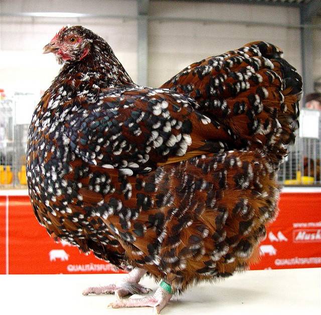 Orpington chickens: description of the breed, reviews + photos