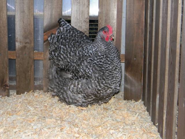 Orpington chickens: description of the breed, reviews + photos