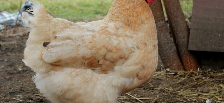 Orpington chickens: description of the breed, reviews + photos