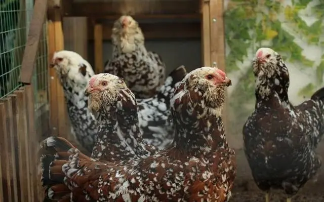 Oryol calico breed of chickens