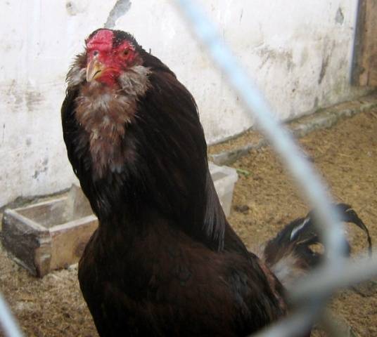 Oryol calico breed of chickens