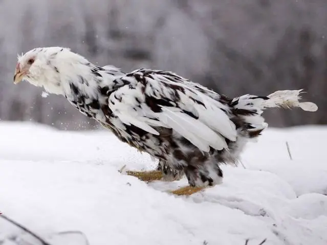 Oryol calico breed of chickens