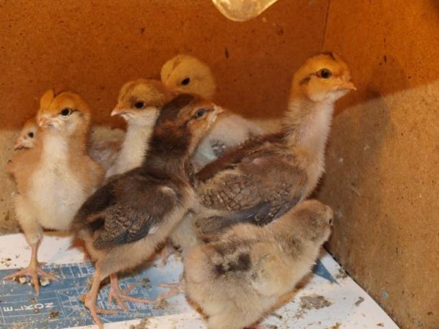 Oryol calico breed of chickens