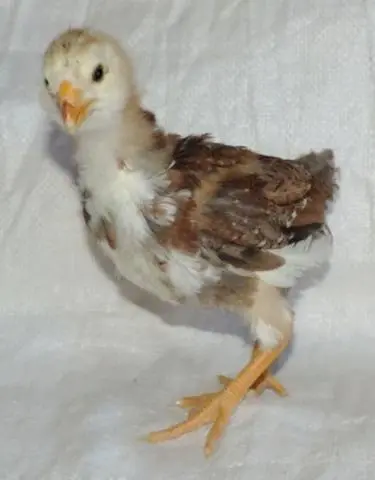 Oryol calico breed of chickens