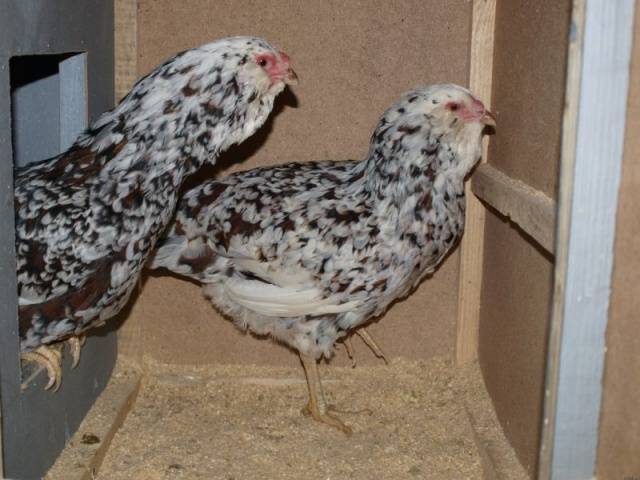 Oryol calico breed of chickens