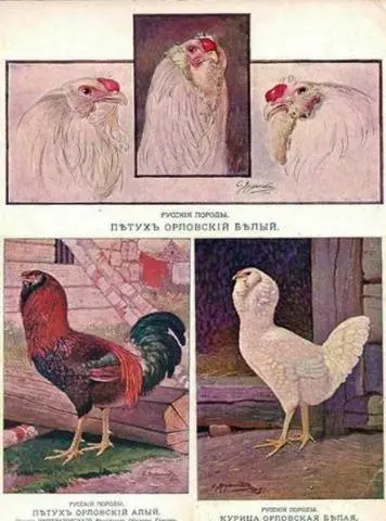 Oryol calico breed of chickens