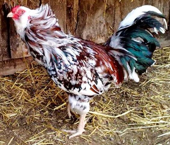 Oryol calico breed of chickens