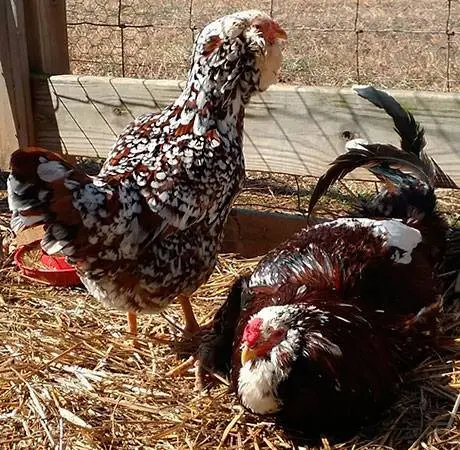 Oryol calico breed of chickens