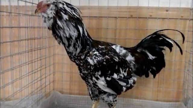 Oryol calico breed of chickens