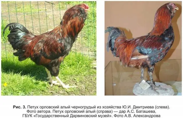 Oryol calico breed of chickens