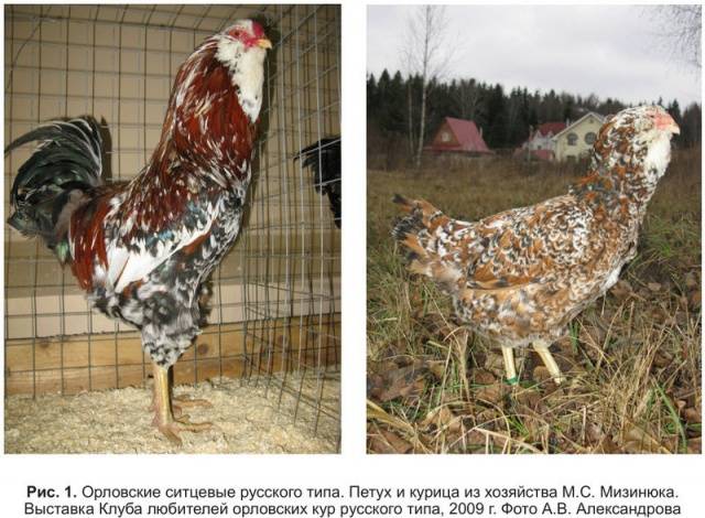 Oryol calico breed of chickens