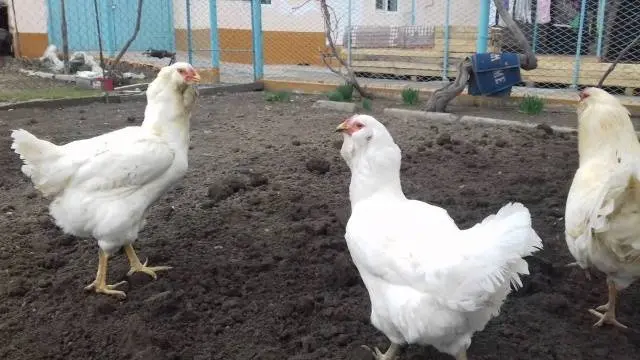 Oryol calico breed of chickens