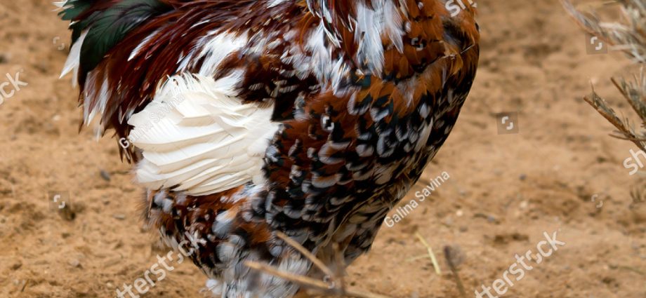 Oryol calico breed of chickens