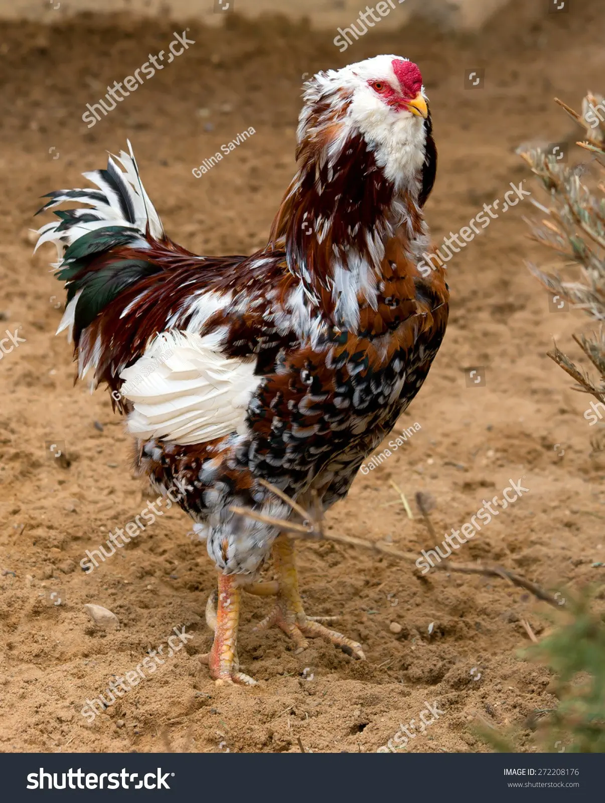 Oryol calico breed of chickens