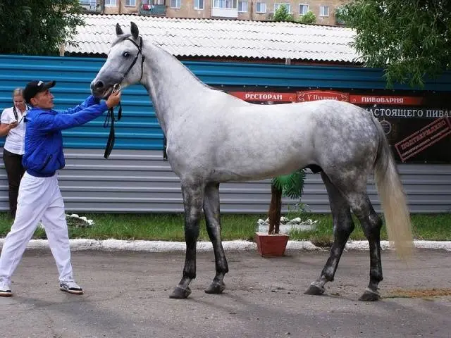 Oryol horse breed