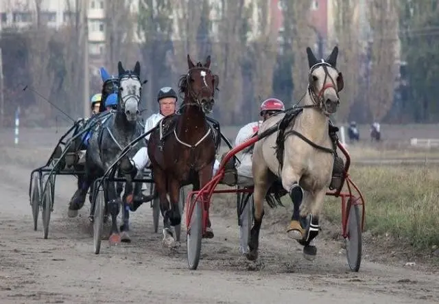 Oryol horse breed