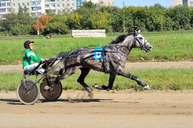 Oryol horse breed