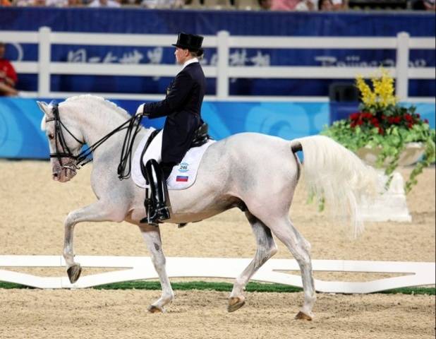 Oryol horse breed