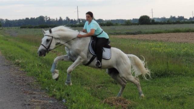 Oryol horse breed