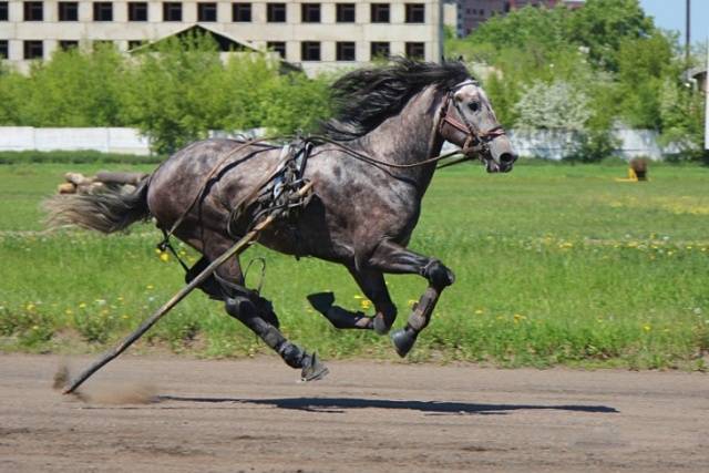 Oryol horse breed