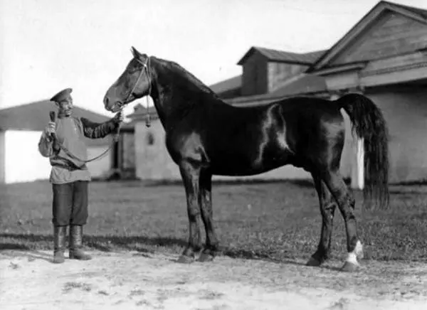 Oryol horse breed