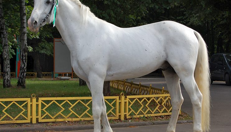 Oryol horse breed