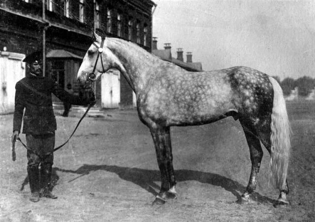 Oryol horse breed