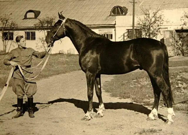 Oryol horse breed