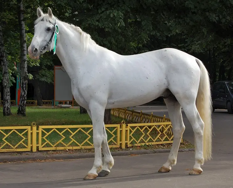 Oryol horse breed