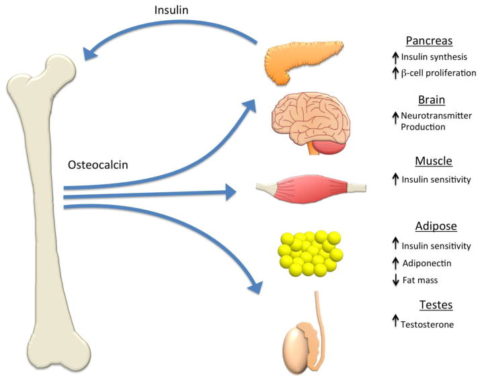 Osteocalcin &#8211; when to do the test? Interpretation of the results