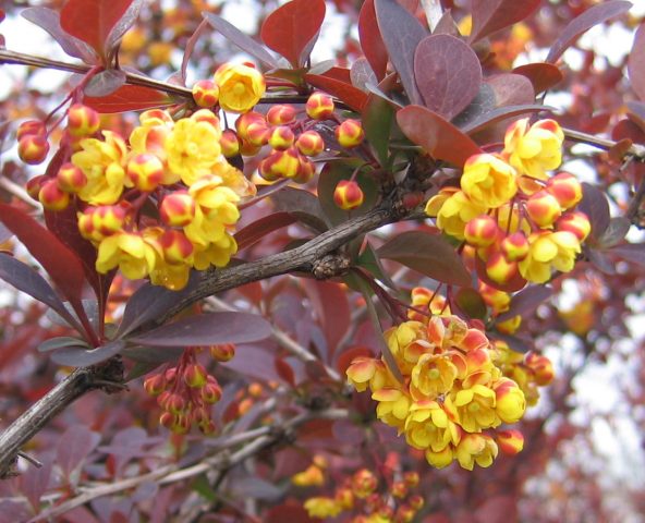 Ottawa barberry (Berberis ottawensis)