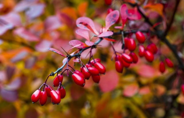 Ottawa barberry (Berberis ottawensis)