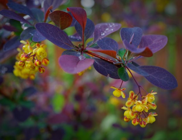 Ottawa barberry (Berberis ottawensis)