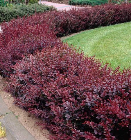 Ottawa barberry (Berberis ottawensis)