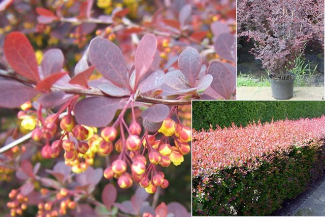 Ottawa barberry (Berberis ottawensis)