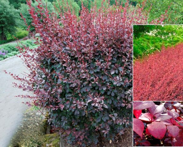 Ottawa barberry (Berberis ottawensis)