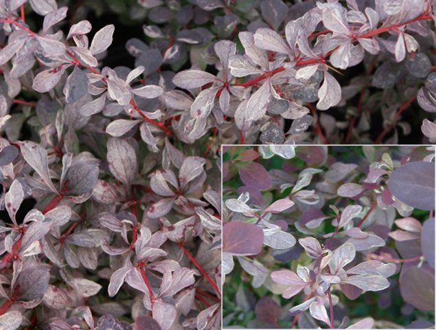 Ottawa barberry (Berberis ottawensis)