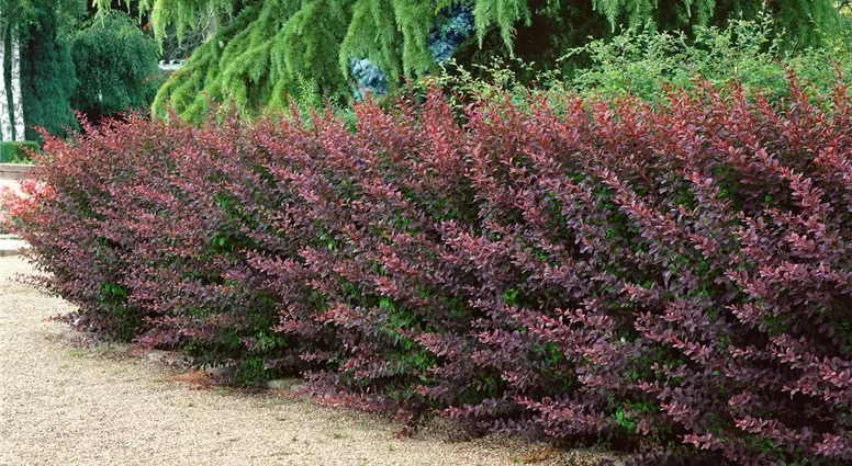 Ottawa barberry (Berberis ottawensis)