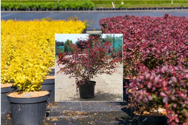 Ottawa barberry (Berberis ottawensis)