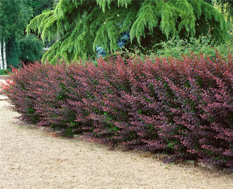 Ottawa barberry (Berberis ottawensis)