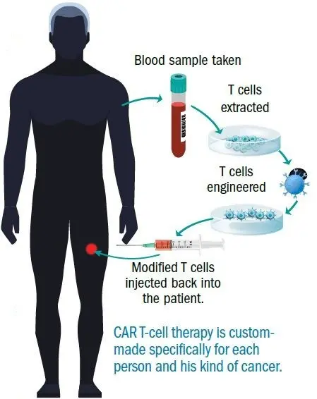 Our T cells can kill cancer