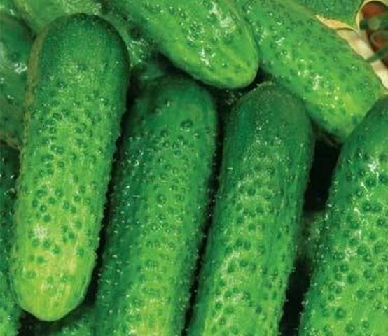 Outdoor Cucumbers